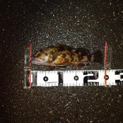 ボートメバリング