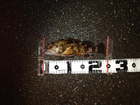 ボートメバリング