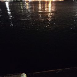 今年初シーバス