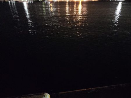 今年初シーバス