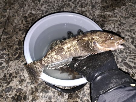 粘り勝ちでアイナメ