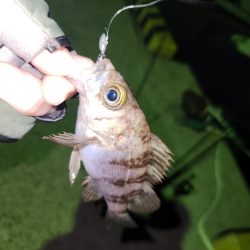 メバル、おったぁー