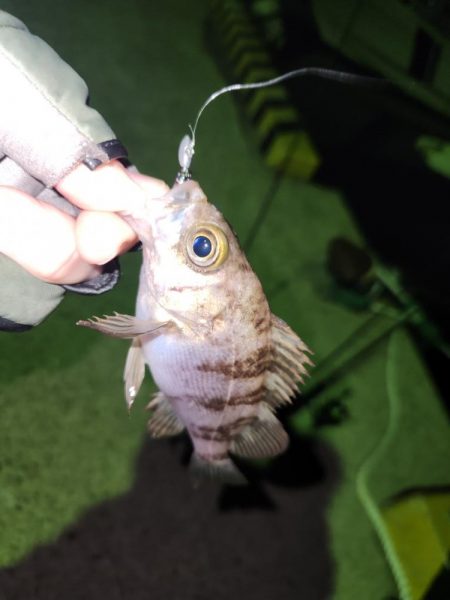 メバル、おったぁー