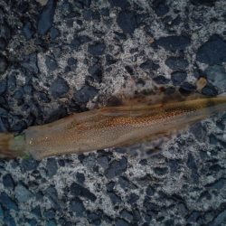 ヤリイカエギング