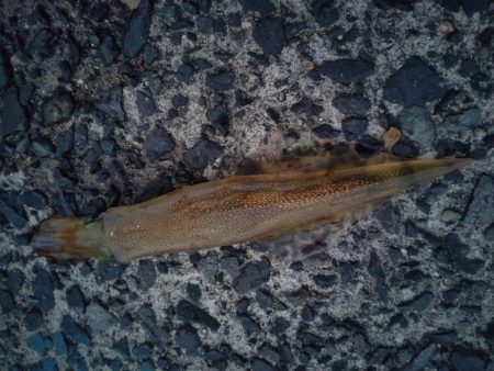 ヤリイカエギング