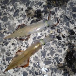 ヤリイカですね