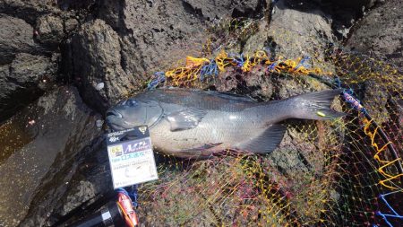 良型連発！西ノ島の寒グレ釣り