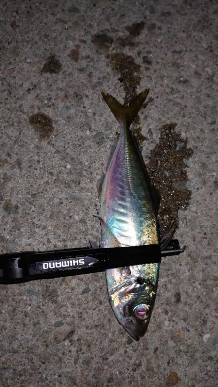 迷ったあげくに