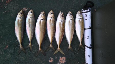 遅ればせながら今年初めての釣行