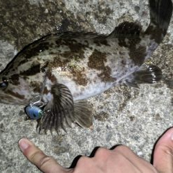 タケノコメバル