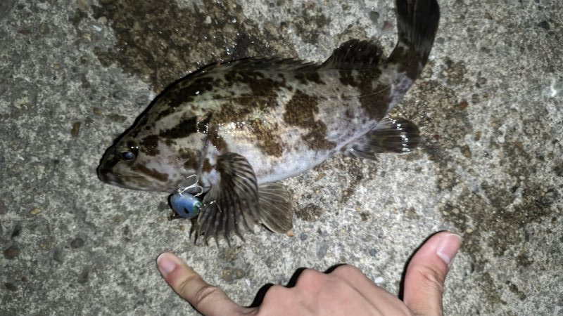 タケノコメバル