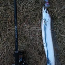 陸っぱりから今期初物