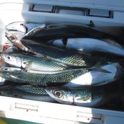 サバ　40～50匹　ヤリイカ１８～16杯　