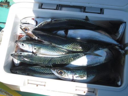 サバ　40～50匹　ヤリイカ１８～16杯　