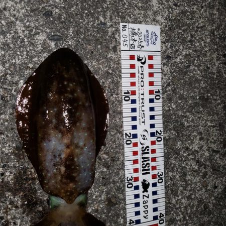 春アオリイカ狙い