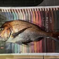 チヌ狙いでマダイの大物が釣れました