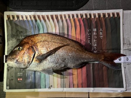 チヌ狙いでマダイの大物が釣れました