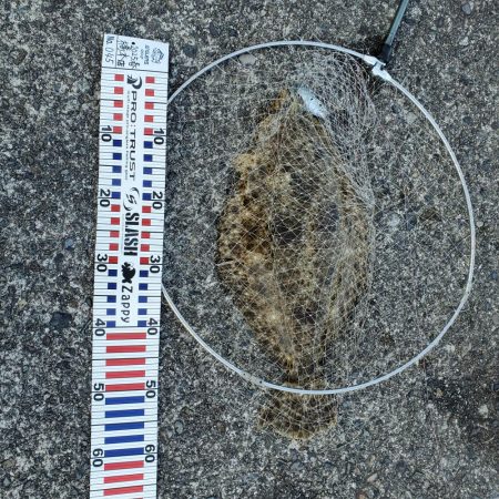 アオリイカ狙いが？