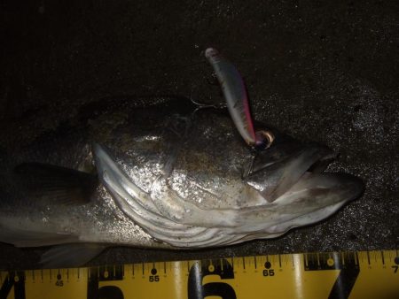 久々にベイトで