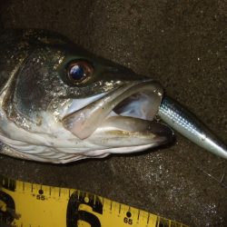 厳寒期からの河川シーバスは一旦終了