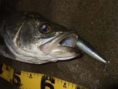 厳寒期からの河川シーバスは一旦終了