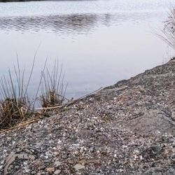 淀川のシロヒレタビラ