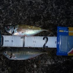 少し足お伸ばして日高まで！