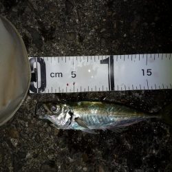 厳しくなって来たのかな〜?