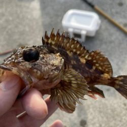 ガシラとメバル