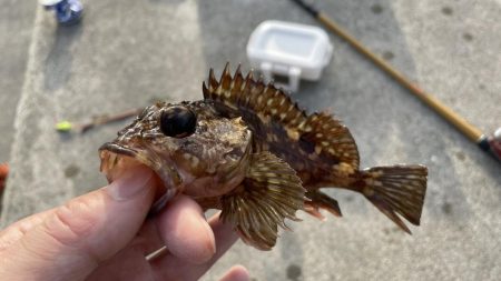 ガシラとメバル