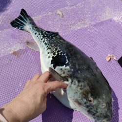 トラフグ☆えさ政より