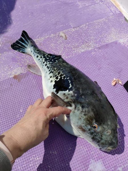 トラフグ☆えさ政より