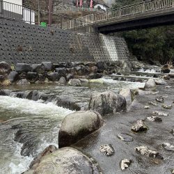 渓流デビュータフワイルド