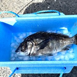 チヌフカセ釣り