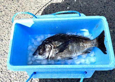 チヌフカセ釣り