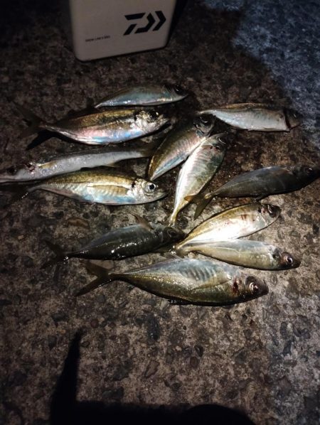 釣れる時に釣る