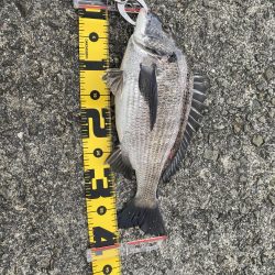 チヌフカセ釣り