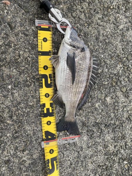 チヌフカセ釣り