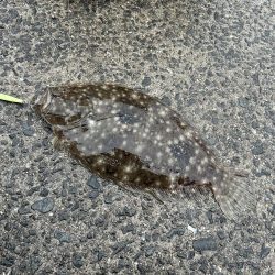 カマス釣りが楽し過ぎ