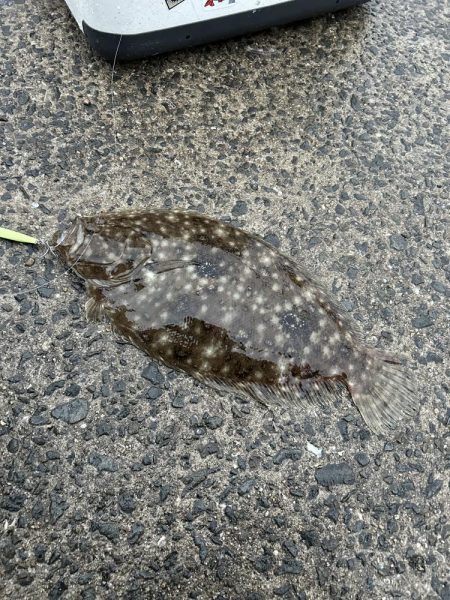 カマス釣りが楽し過ぎ