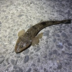 ★★カマス入れ食い他ヒラメとマゴチも★★