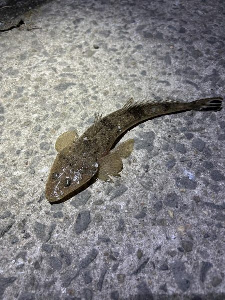 ★★カマス入れ食い他ヒラメとマゴチも★★