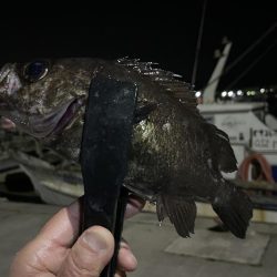 メバルちゃんに会いたくて