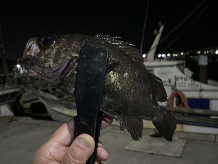 メバルちゃんに会いたくて