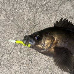 メバリング今年2回目