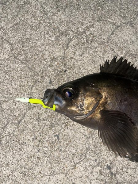 メバリング今年2回目
