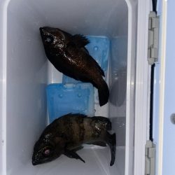 メバリング3回目