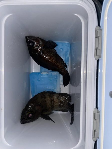 メバリング3回目