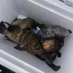 メバルリベンジ