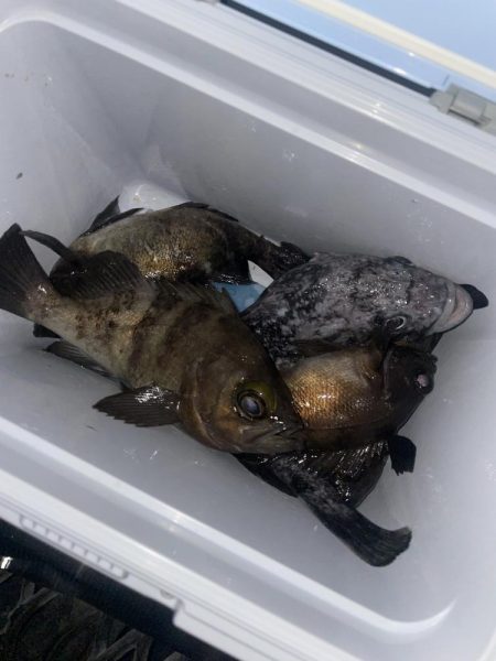 メバルリベンジ